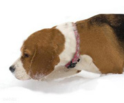 beagle-sniff