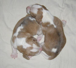 harepied_pups1