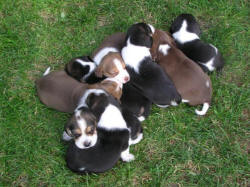 liver_tri_pups