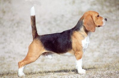 beagle_history8