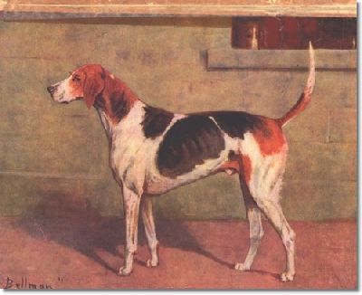 staghound