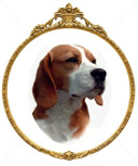 beagle-portret1