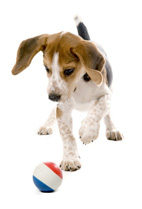beagle a ball 