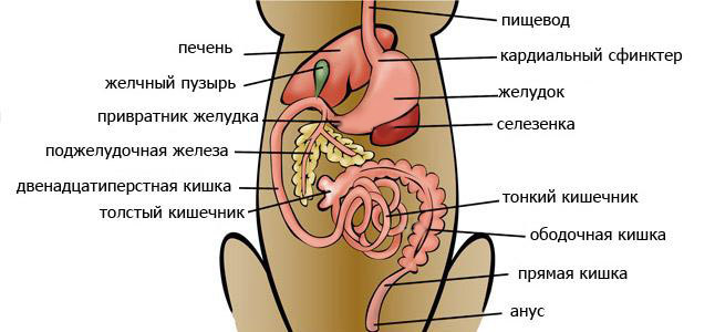 dog-digestive-system