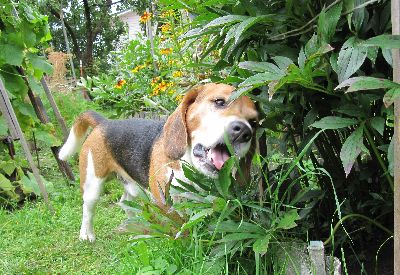 grass_eating