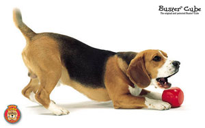 buster_cube_beagle