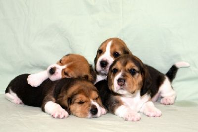 pups_cost