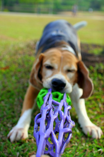 tugging_beagle