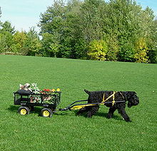 220px-Black_Russian_Terrier_carting