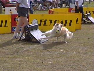 Flyball30