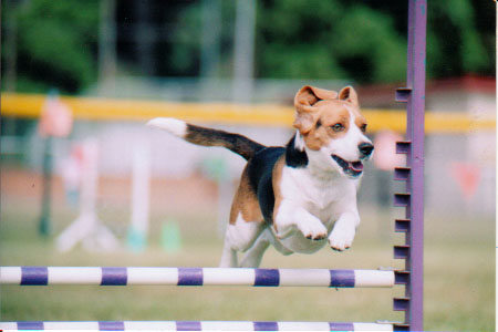 agility_beagle_barrier
