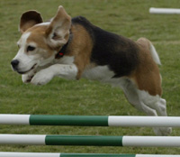 agility_beagle_barrier2