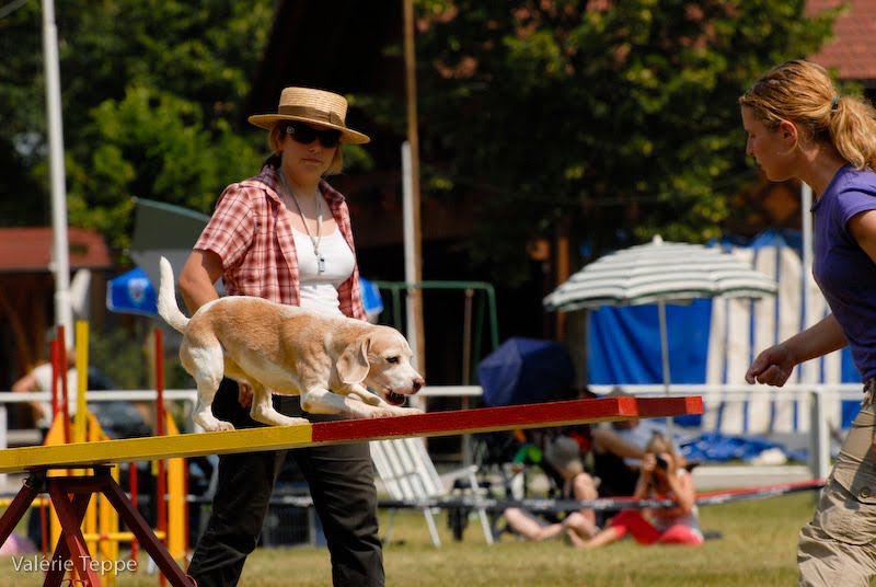 agility_beagle_boom