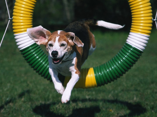 agility_beagle_hoop
