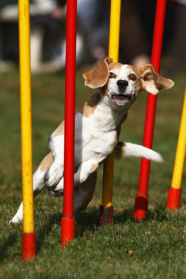 agility_beagle_slalom