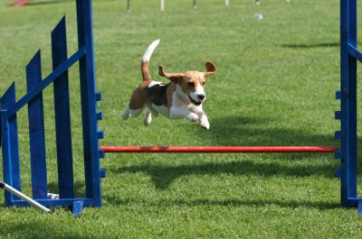 beagle-agility