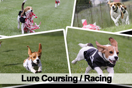 lurecoursingpsd_beagles