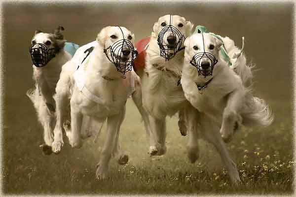performance_dog_racing