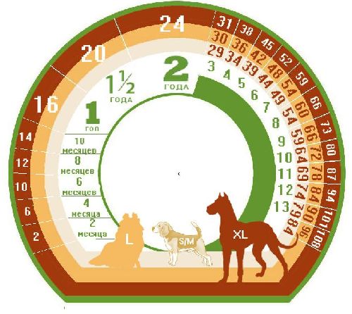 Как определить возраст вашей собаки