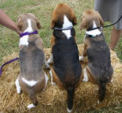 back_3dogs_haybale_sm