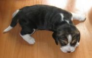 tri_color_pup