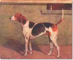 staghound