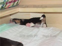 puppy pen12