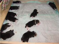 puppy pen14