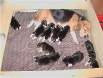 puppy pen15
