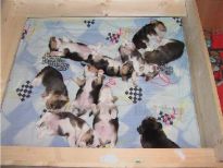 puppy pen16