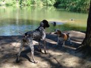 dog_talk
