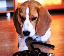 muzzle2