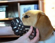 muzzle3