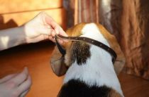 muzzle4