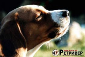sniffing