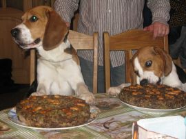 food_for_beagles