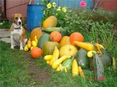 vegetables