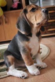 healthy_pup