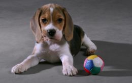 pups2