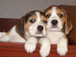 pups3