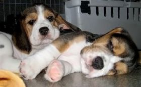 pups5