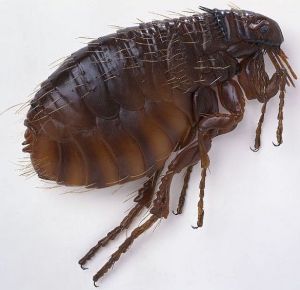 what-do-fleas-look-like2