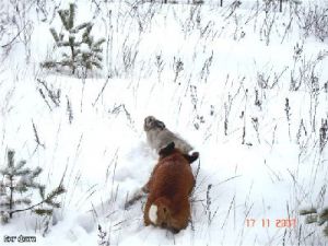 hunting_big1
