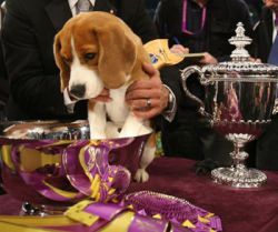 uno-with-cup_16074s