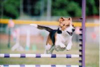 agility_beagle_barrier