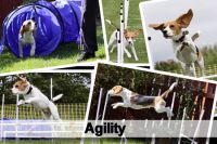 agility_beagles