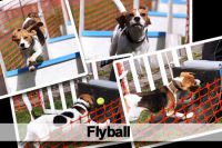 flyball_beagles