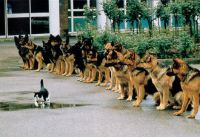 obedience