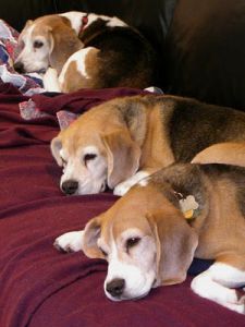 old_beagles